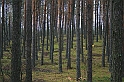 Rostoczek 11.2008 008